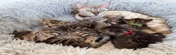 Bengal cats for sale: Half Bengal kittens - Advert 1