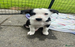 Border Collie dogs for sale: Ready to go! Beautiful Border Collie pup in Haverfordwest - Image 14