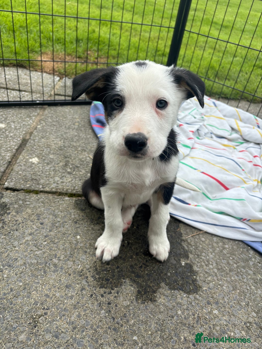 Border Collie dogs for sale: Ready to go! Beautiful Border Collie pup in Haverfordwest - Image 14