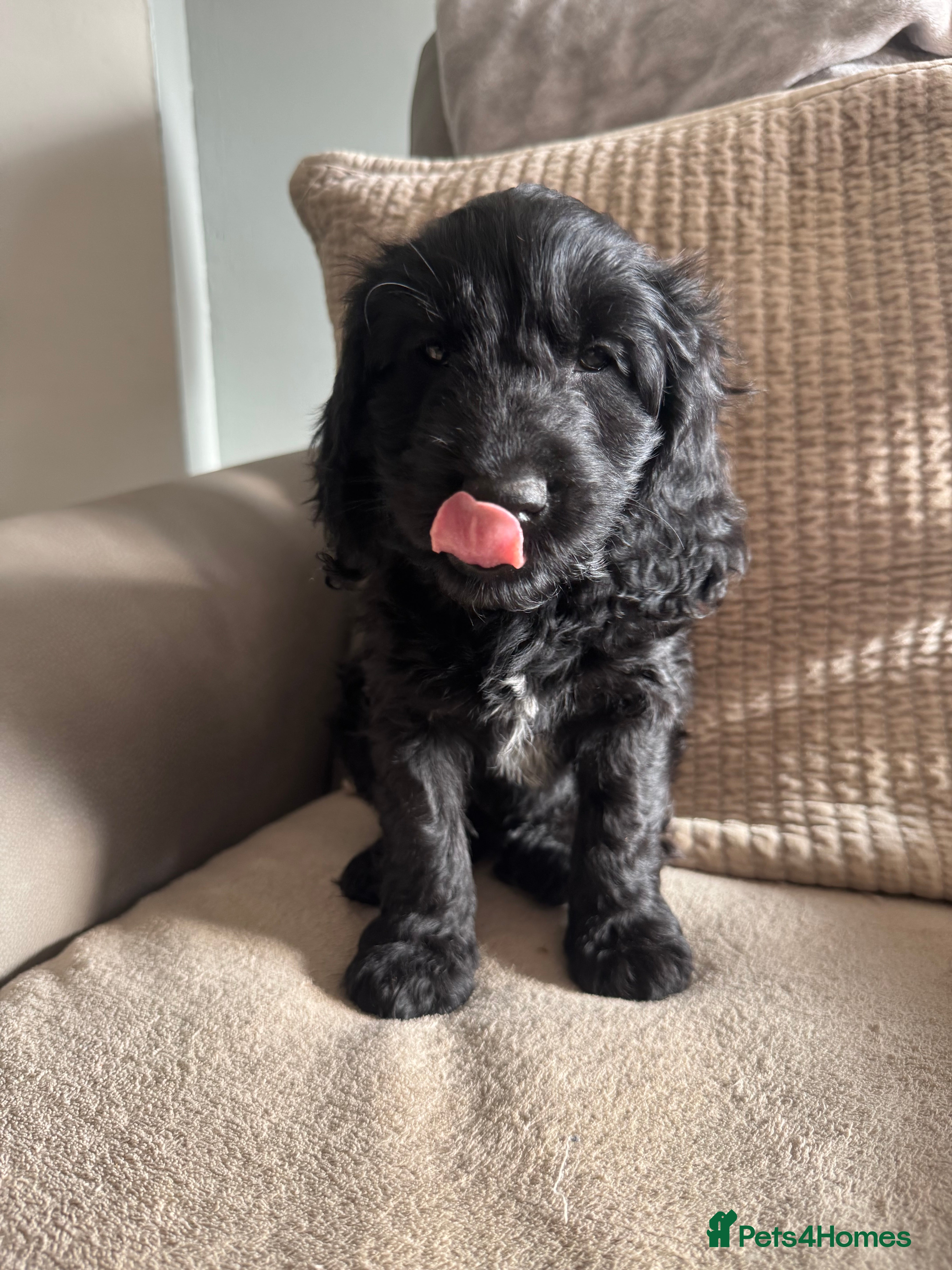 Cockapoo dogs Cockapoo puppies ready 15/04/26 - Advert 18