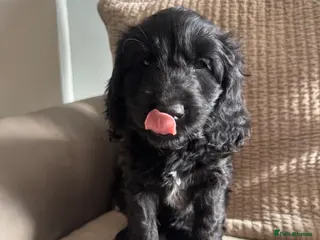 Cockapoo dogs Cockapoo puppies ready 15/04/26 - Advert 18