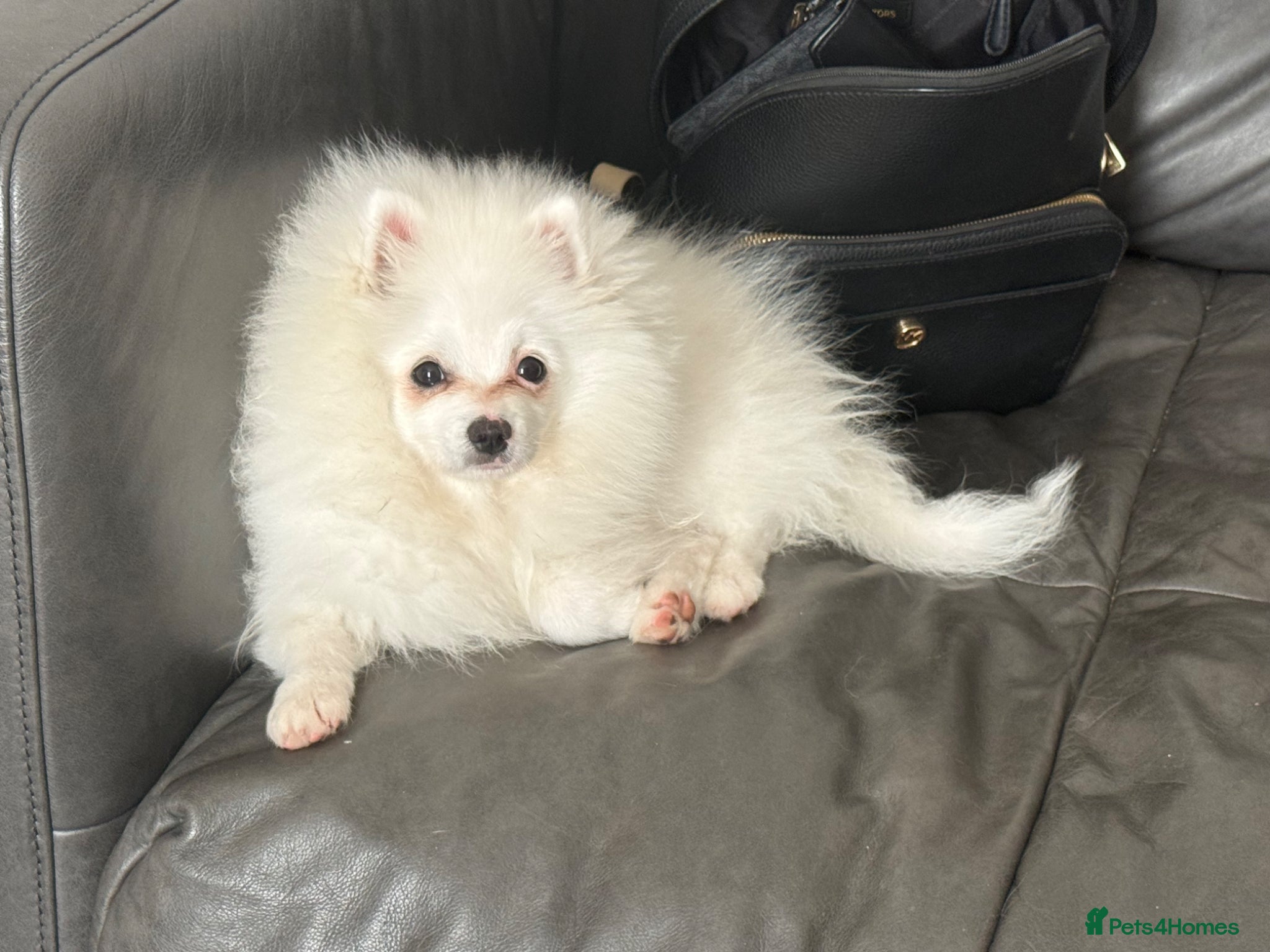 Pomeranian dogs READY TO GO. Last kc reg girl ready to go - Advert 5