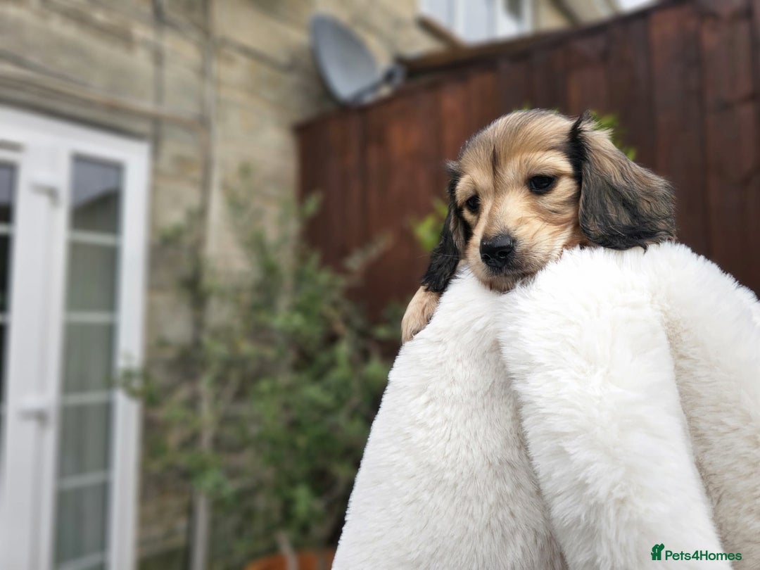 Miniature Dachshund dogs for sale: Beautiful  kc reg shaded cream girl - Advert 7