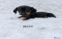 Miniature Dachshund dogs for sale: Miniature Dachshund Puppies  - Advert 7