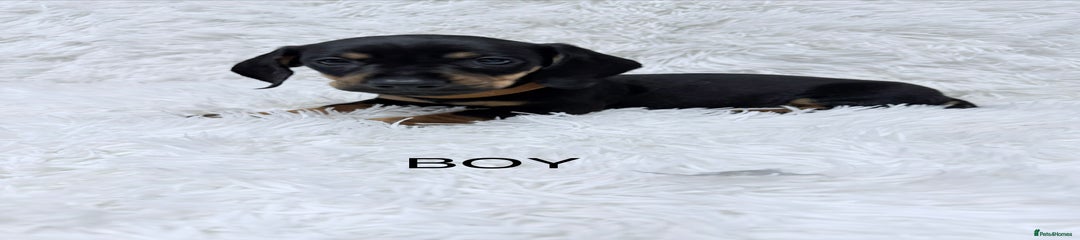 Miniature Dachshund Puppy 3