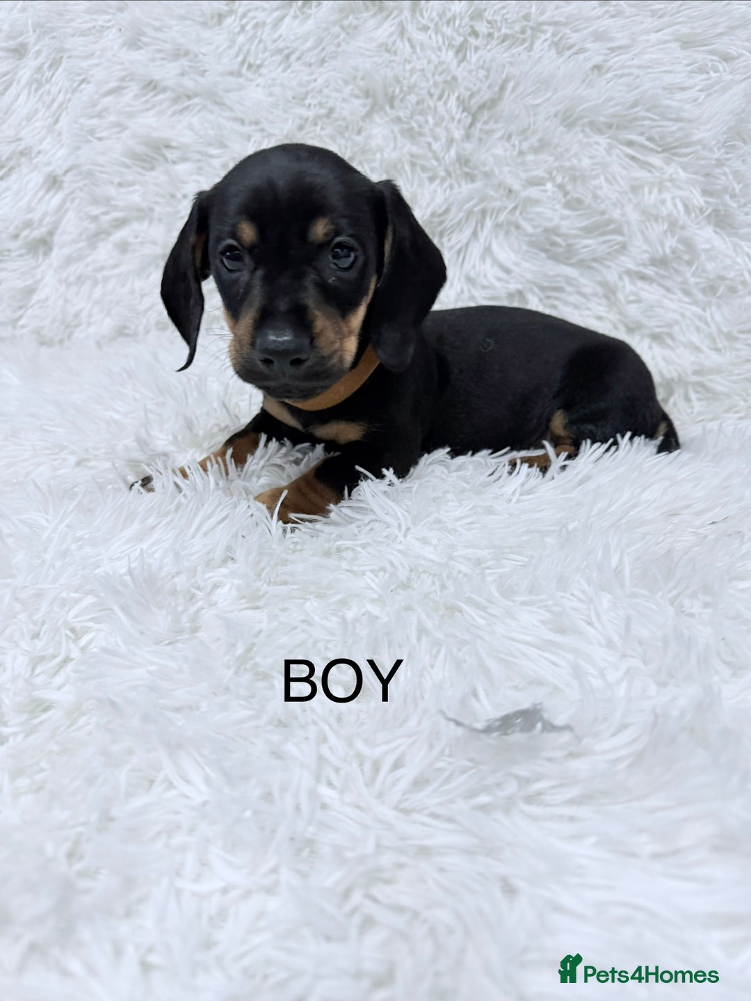 Miniature Dachshund dogs for sale: Miniature Dachshund Puppies  - Advert 7