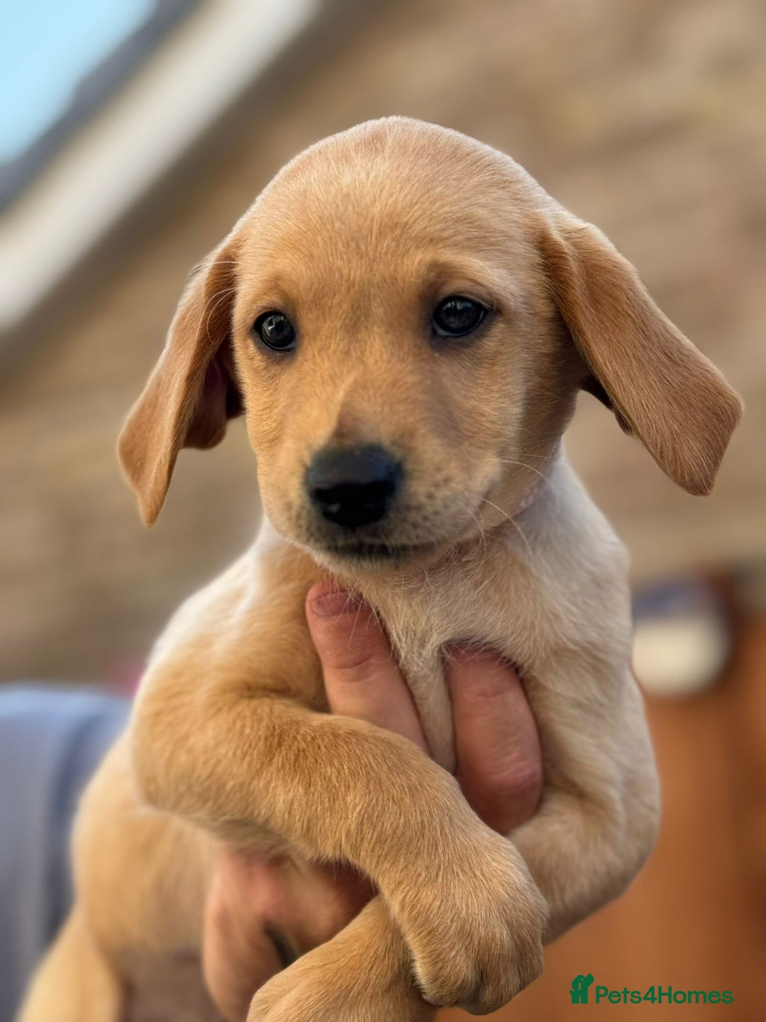Labrador Retriever dogs for sale: Labrador Retriever puppies for sale - Image 11