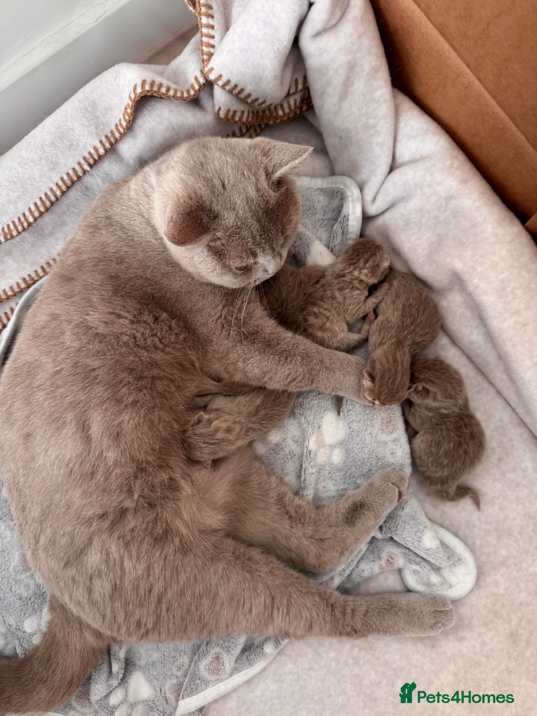 British Longhair cats for sale: Beautiful Lilac British Longhair kittens  - Advert 15
