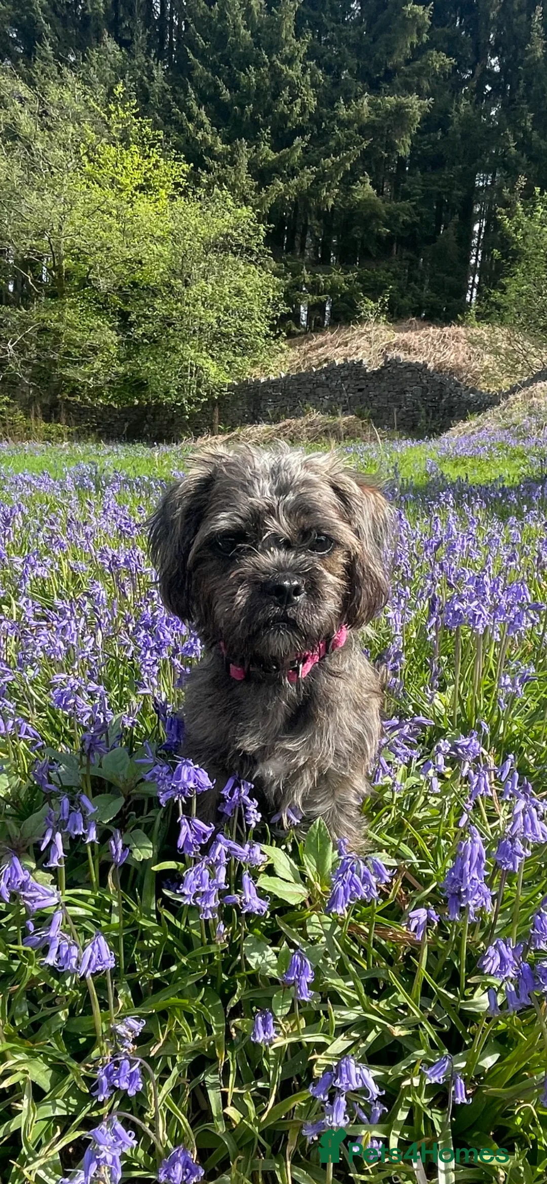 Mixed Breed dogs for sale: Dog for sale in Darwen - Advert 1