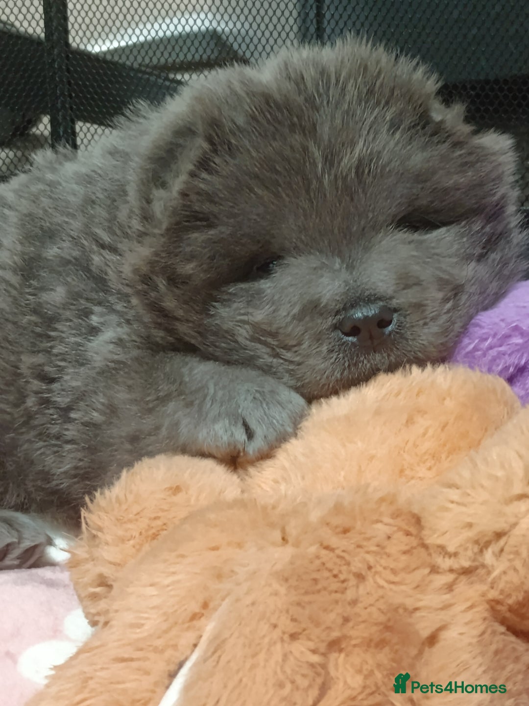 Chow Chow dogs for sale: Stunning blue chow chow female pup - Advert 2