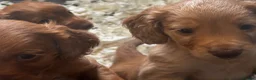 Cocker Spaniel dogs for sale: Working Cocker Spaniel Pups For Sale  - Advert 5
