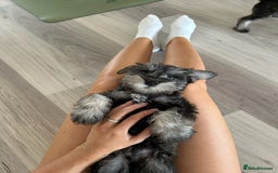 Miniature Schnauzer dogs for sale: Pure bred Miniature Schnauzers Puppies - Image 10
