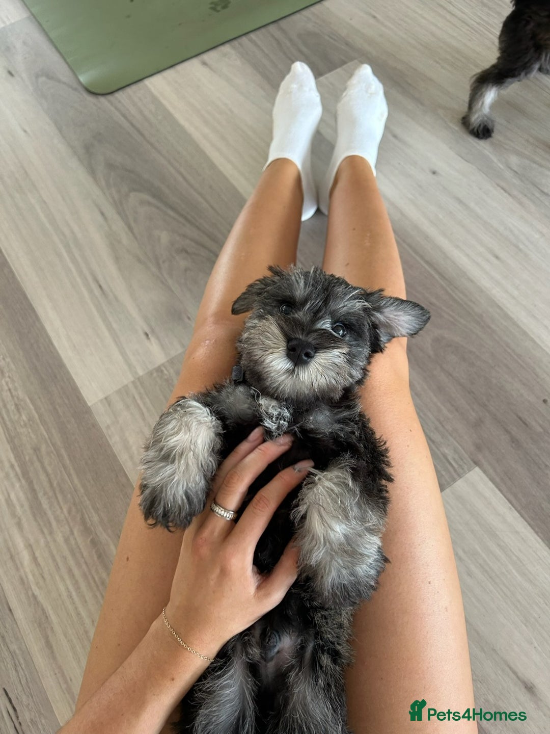 Miniature Schnauzer dogs for sale: Pure bred Miniature Schnauzers Puppies - Image 10