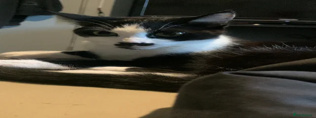 Kitler 