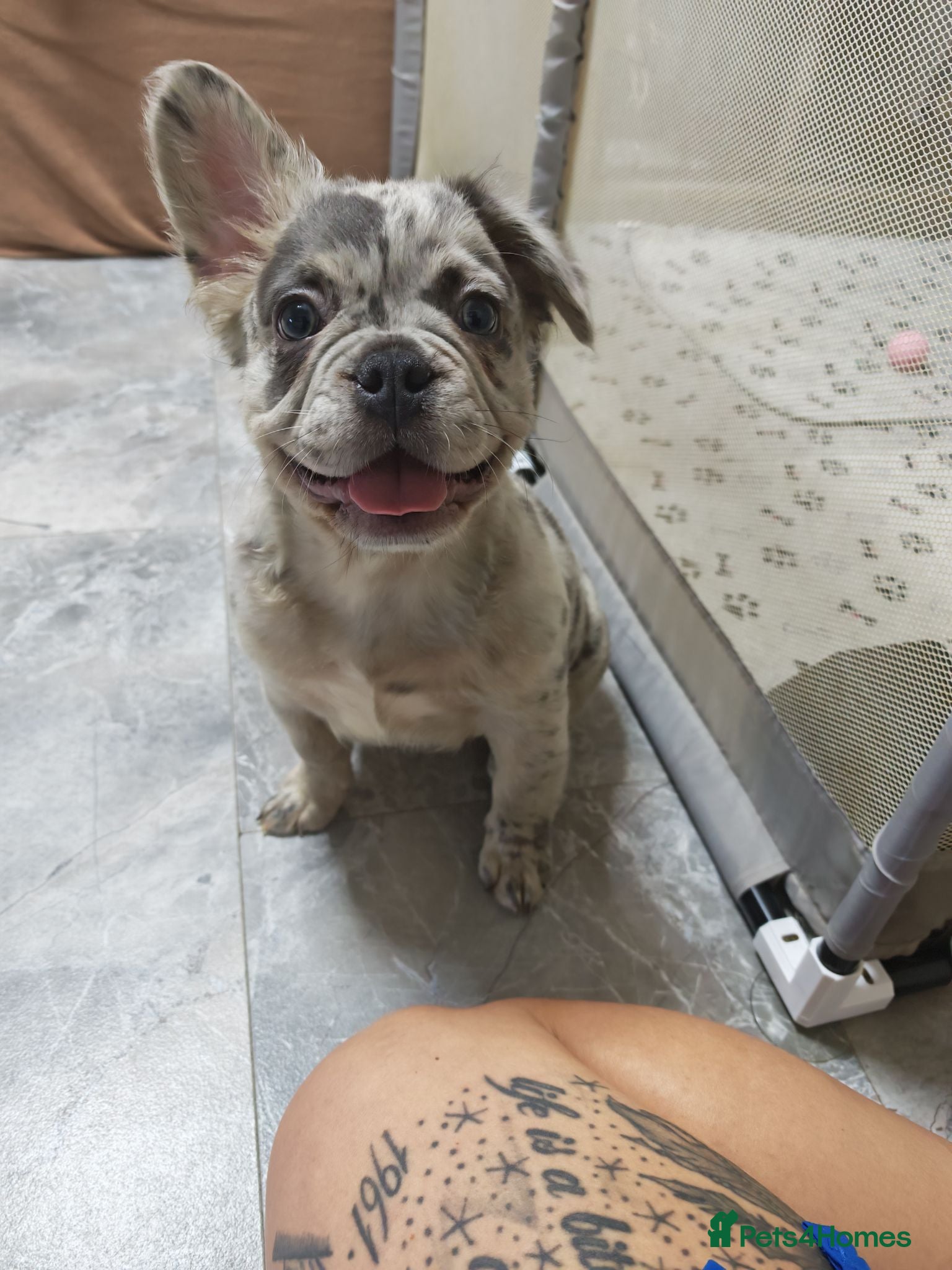 French Bulldog dogs Price reduced Fluffy French Bulldogs - Advert 1