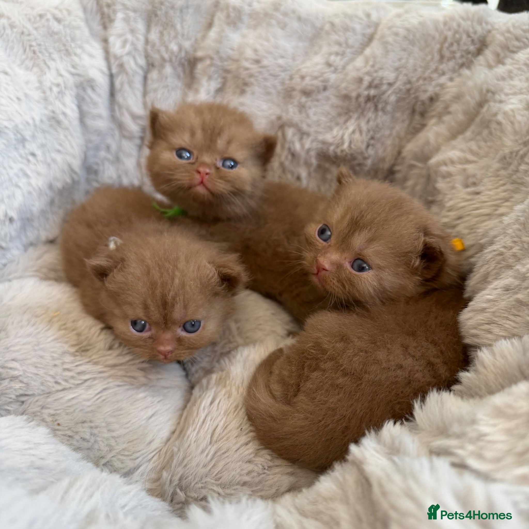 British Shorthair cats British shorthair  - Advert 1