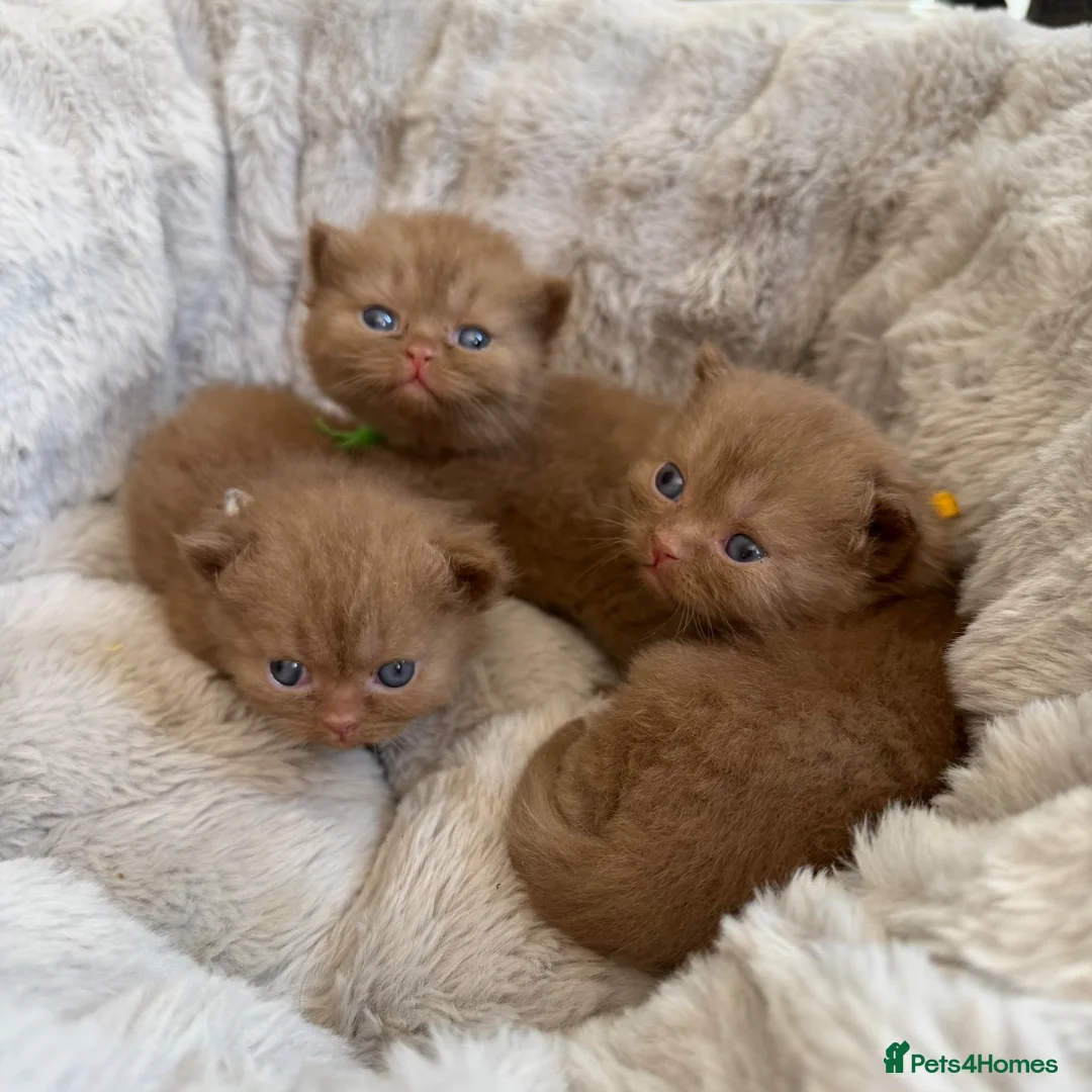 British Shorthair cats for sale: British shorthair  - Advert 1
