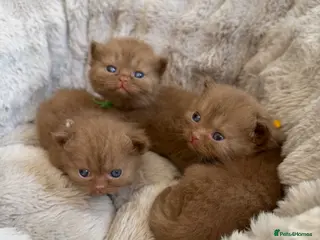 British Shorthair cats British shorthair - Advert 1