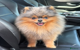 Pomeranian dogs for sale: Quality Pomeranian puppies - Advert 12