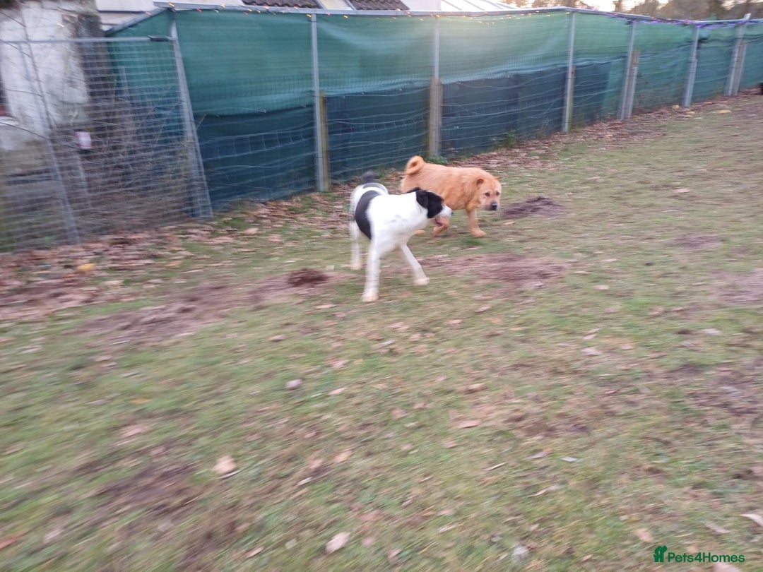 Mixed Breed dogs for adoption: 🐾 Meet IZZY 🐾 💛 A loyal heart & love to give 💛 - Advert 9