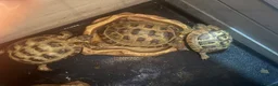 Hermann Tortoise reptiles for sale: My 3 beautiful female turtles in London - Advert 5