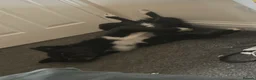 Border Collie dogs for sale: Pedigree border collie  in Camborne - Advert 3