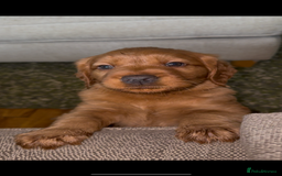 Labrador Retriever dogs for sale: Stunning Labrador Puppy's ( 4 girls, 3 boys ) - Image 28