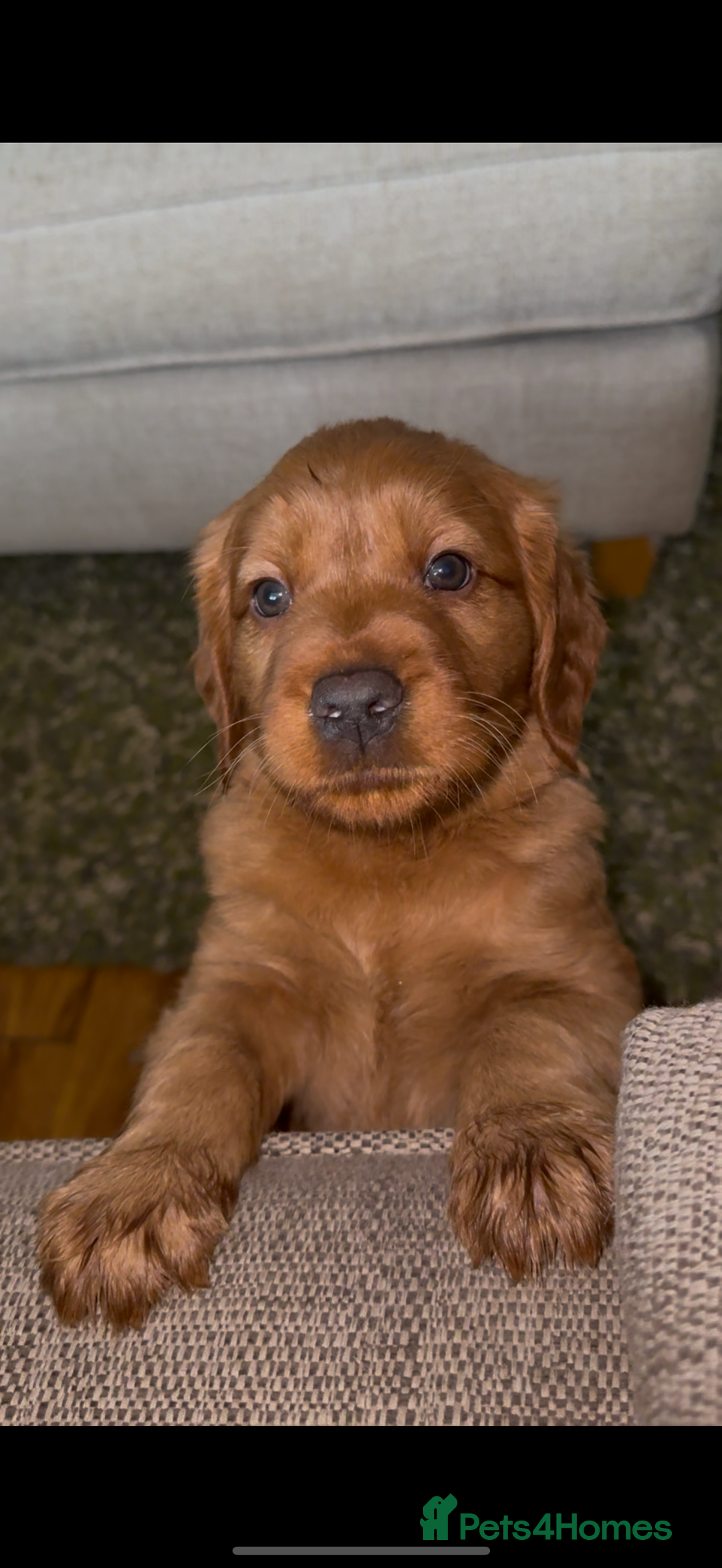 Labrador Retriever dogs for sale: Stunning Labrador Puppy's ( 4 girls, 3 boys ) - Image 28