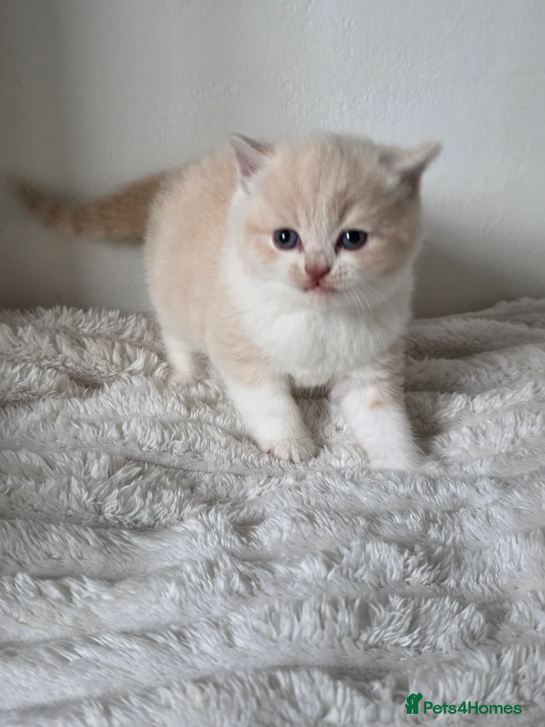 British Shorthair cats for sale: Beautiful British shorthair kittens . - Advert 2