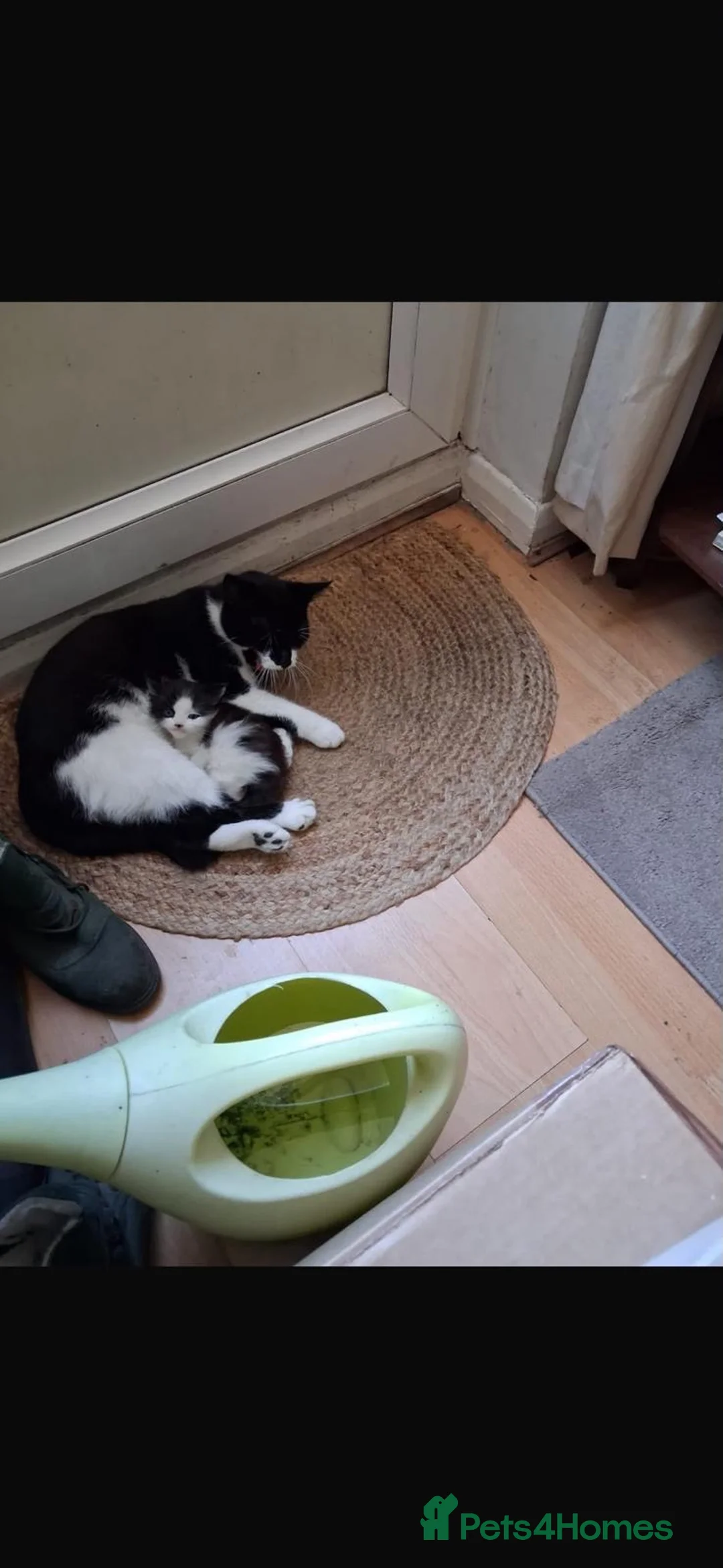 Mixed Breed cats for adoption: Rescue mum and 3 month kitten bonded pair - Advert 2