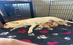 Labrador Retriever dogs for sale: Beautiful Labrador puppies - Image 9