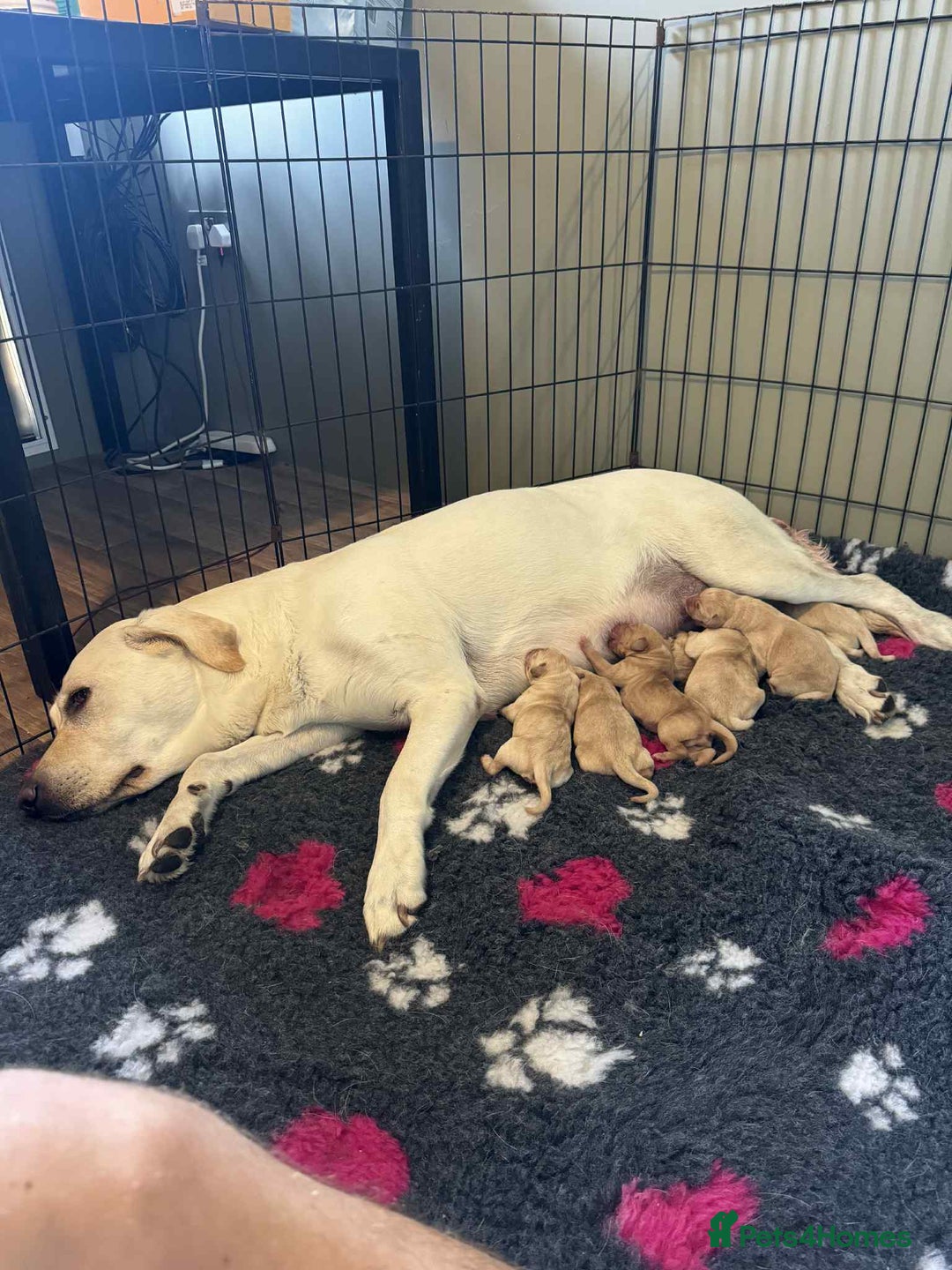 Labrador Retriever dogs for sale: Beautiful Labrador puppies - Image 9
