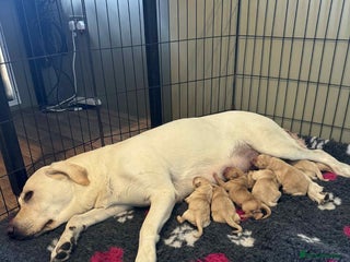 Labrador Retriever dogs - Advert 29