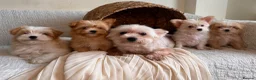 Yorkshire Terrier dogs for sale: BEAUTIFUL GOLDDUST YORKSHIRE TERRIER PUPPIES - Advert 31