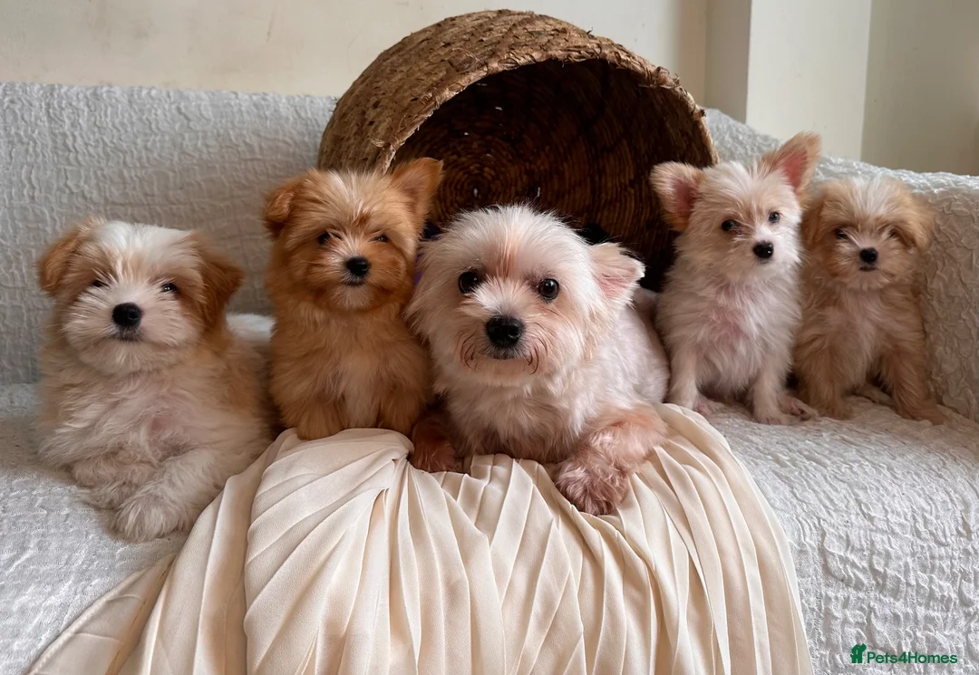 Yorkshire Terrier dogs for sale: BEAUTIFUL GOLDDUST YORKSHIRE TERRIER PUPPIES - Advert 31