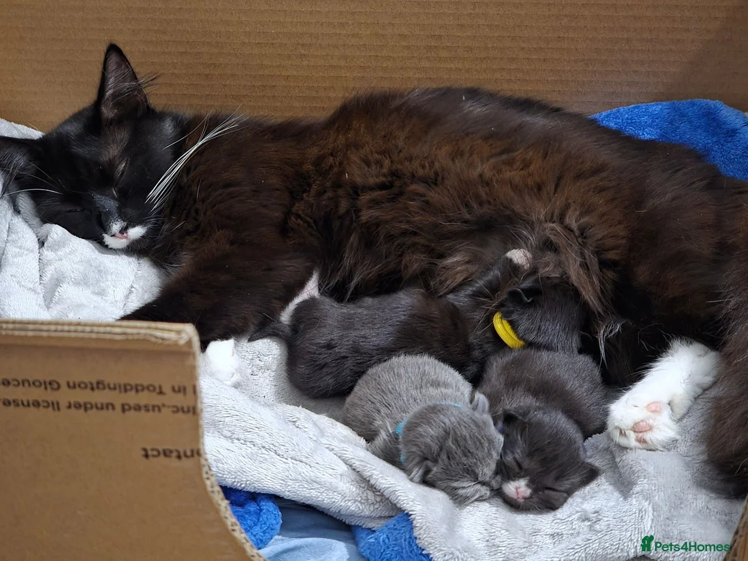 Mixed Breed cats for sale: 3 stunning kittens for sale - Advert 2