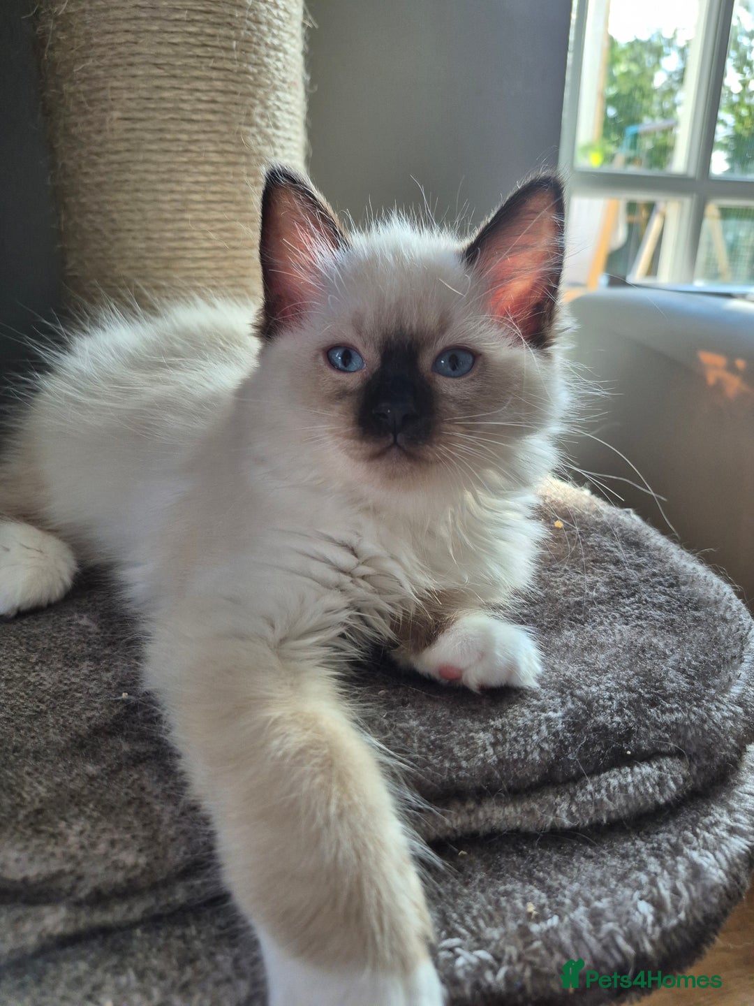 Ragdoll cats for sale: Ragdoll Kitten Re-listed - Image 2