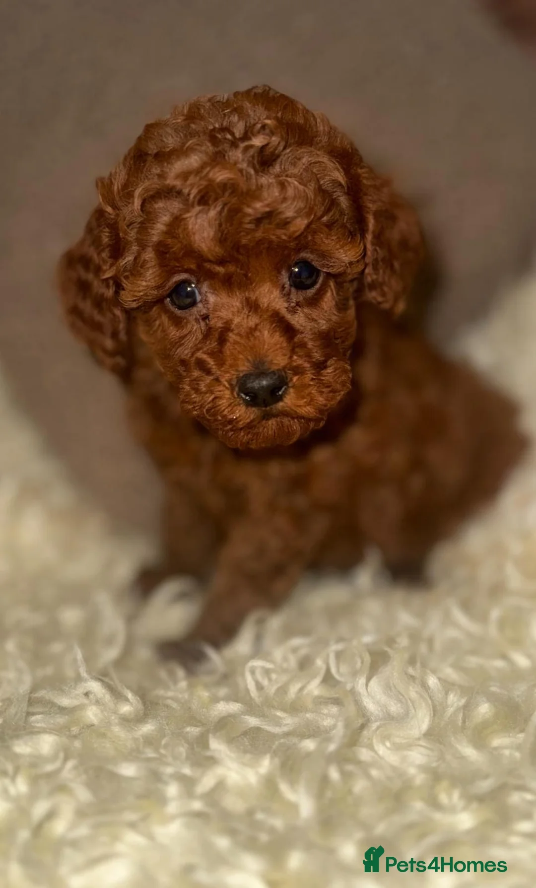 Toy Poodle dogs for sale: ❤️❤️Deep Red Petite KC Toy Poodles❤️❤️ - Advert 17