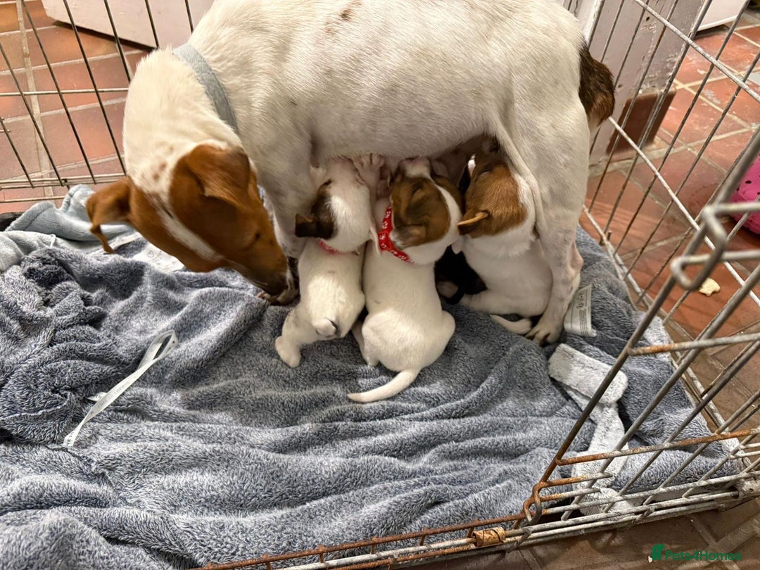 Jack Russell dogs for sale: 5 lovely Jack Russell puppies  - Advert 1
