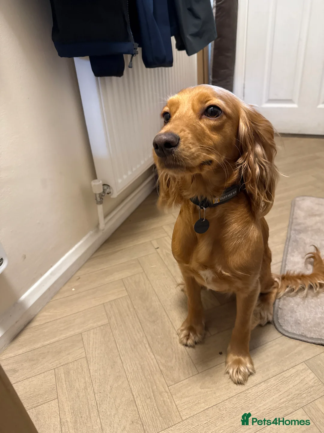 Cocker Spaniel dogs for sale: Loving Cocker Spaniel  - Advert 7