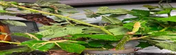 Stick Insects invertebrates for sale: Eurycantha calcarata  in Stockport - Advert 5