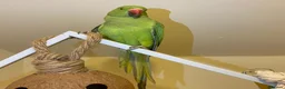 Parrots birds for sale: Indian ringnick parrot for sale  - Advert 5