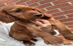 Cocker Spaniel dogs for sale: ‼️REDUCED‼️KC registered Red Cocker Spaniel Pups  - Image 23