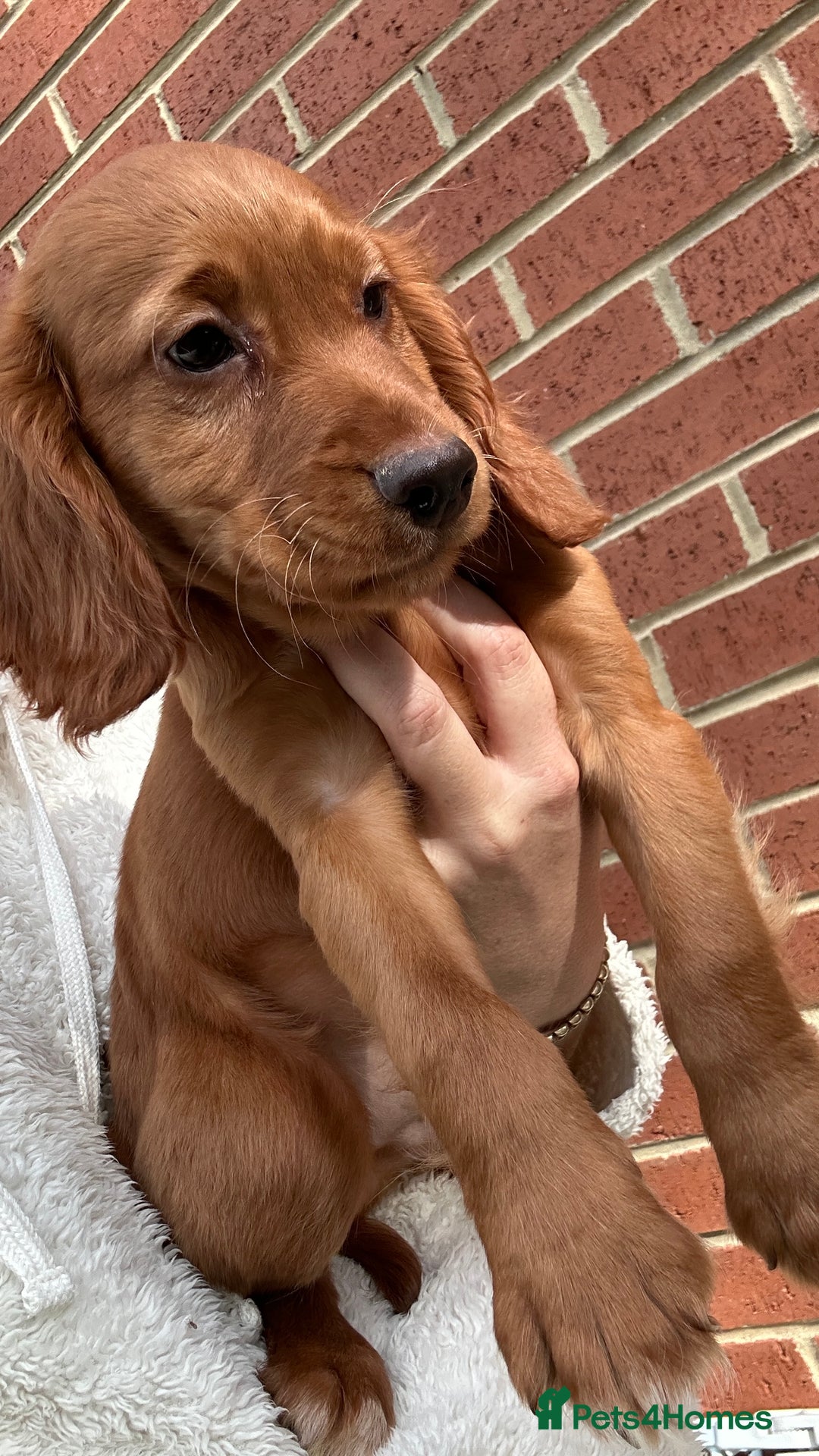 Cocker Spaniel dogs for sale: ‼️REDUCED‼️KC registered Red Cocker Spaniel Pups  - Image 23
