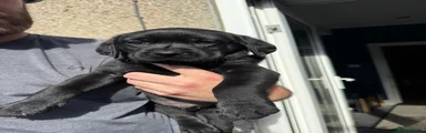 Labrador Retriever Puppy 2
