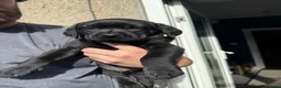 Labrador Retriever dogs for sale: KC Registered black Labrador puppies - Advert 18