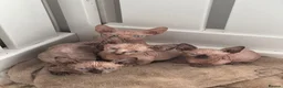 Sphynx cats for sale: Canadian sphynx kittens  - Advert 12