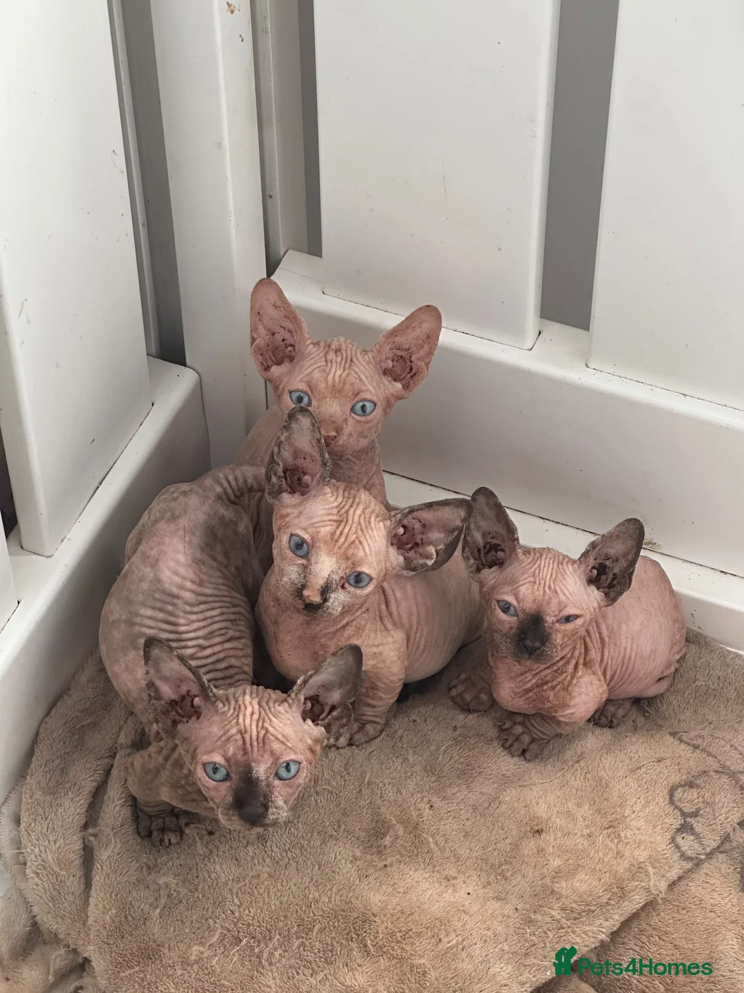 Sphynx cats for sale: Canadian sphynx kittens  - Advert 12