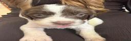 English Springer Spaniel dogs for sale: KC Registered English Springer Spaniel Puppies - Advert 3