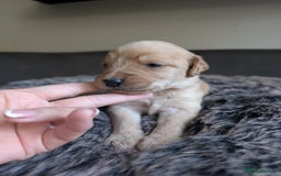 Labradoodle dogs for sale: F1 Labradoodle puppies  - Image 11